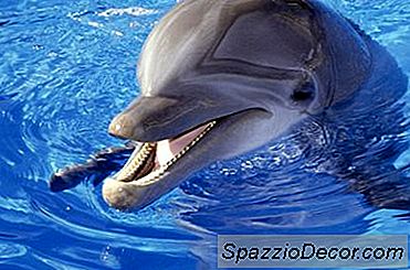 Cualidades Y Logros Para Ser Un Entrenador De Delfines