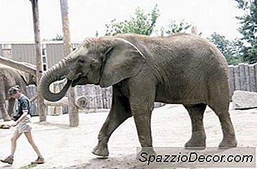 Redenen Om Een Zoöloog Te Zijn