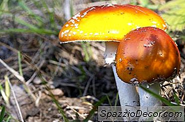 Keperluan Untuk Pakar Mycologist