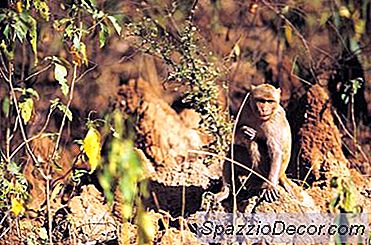 Requisitos Para Ser Um Especialista