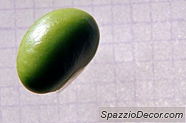 Vegan Komplett Proteinkilder