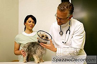 Domande Di Intervista Di Esempio Di Assistente Veterinario