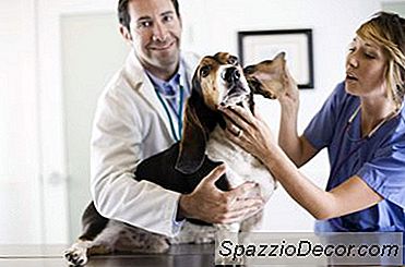 Hulpmiddelen Voor Dierenartsen