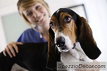 Certificação Especializada Em Técnico Veterinário