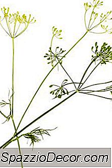 Wat Is Natuurlijk Volkoren Venkelzaad Goed Voor?