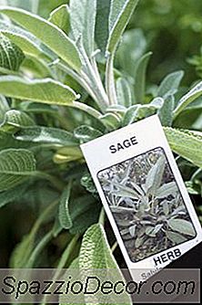 Ce Este Sage Herb-Ul Bun Pentru?