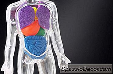 Welke Organen Halen Energie Uit Voedsel?