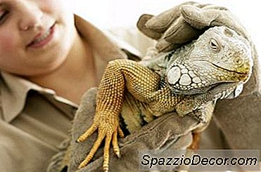 Welke Weg Moet Ik Nemen Om Een Zoöloog Te Zijn?